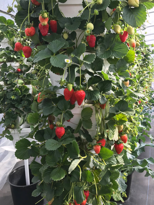 Why EPS (expanded polystyrene)