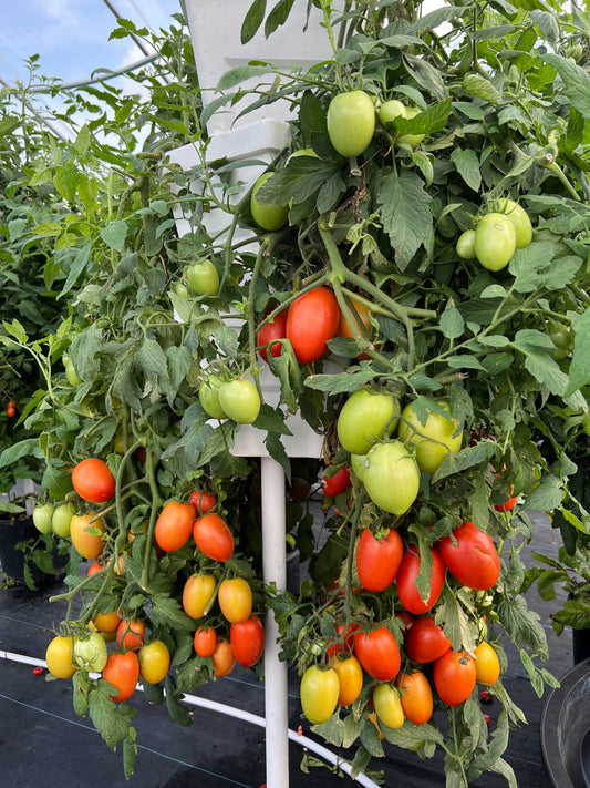 Tomato Pruning For Vertical Towers 101
