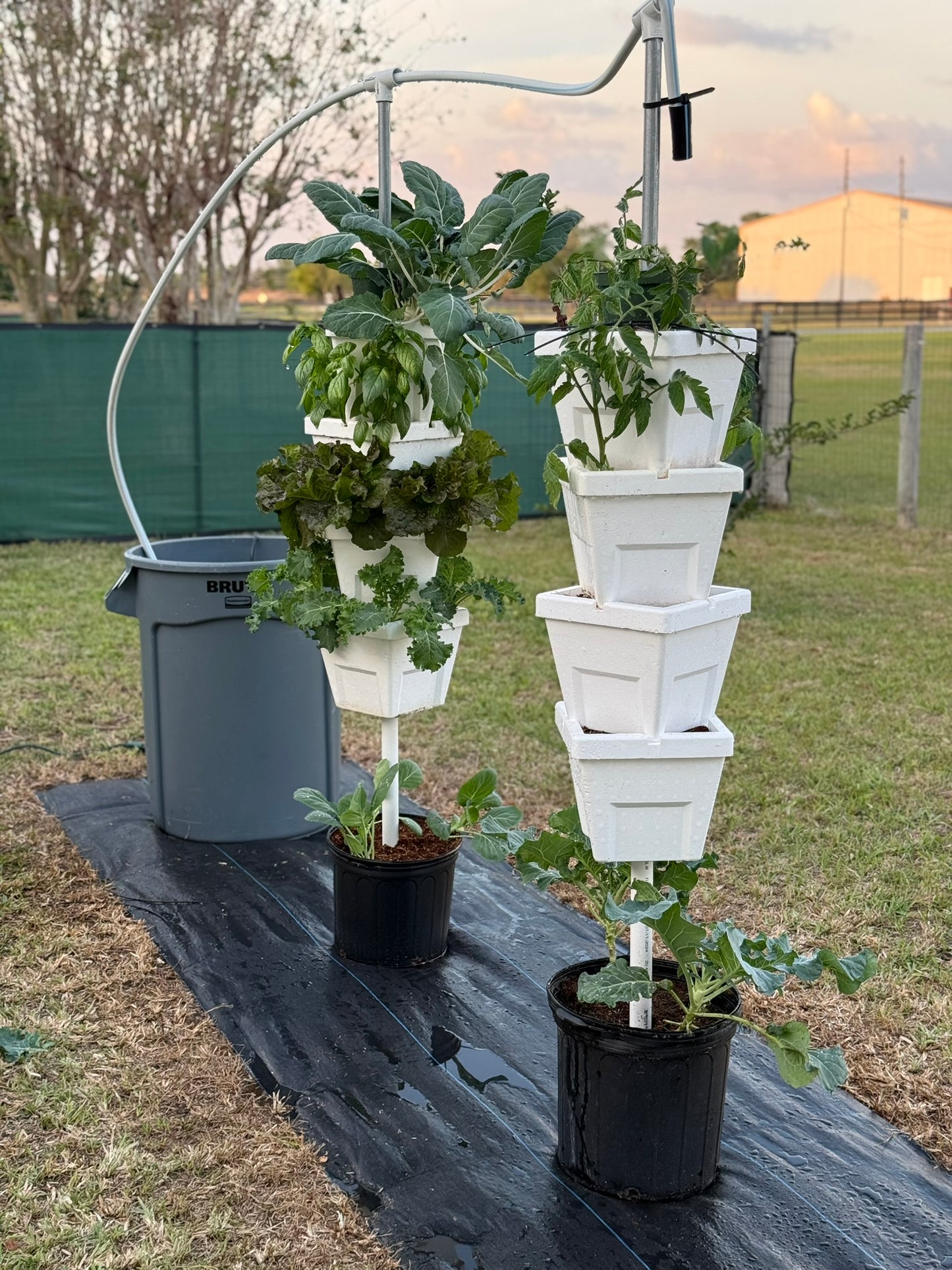 2-tower vertical garden with 1 tower of lettuce, basil and kohlrabi and 1 tower of newly planted tomatoes