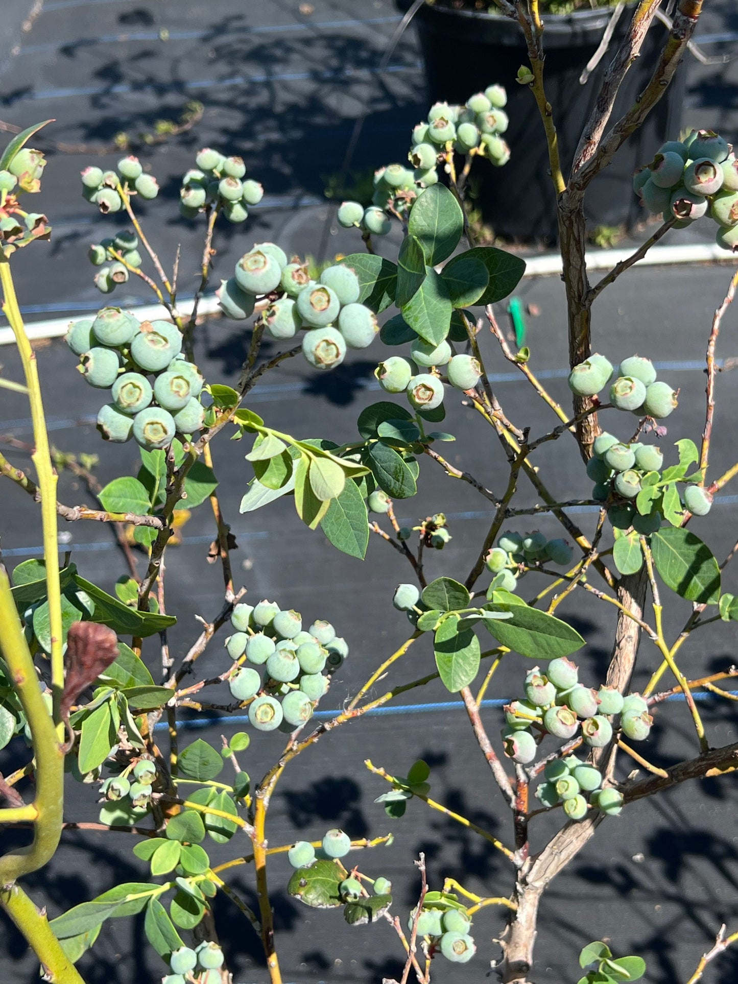 Blueberry Bush loaded with green blueberries