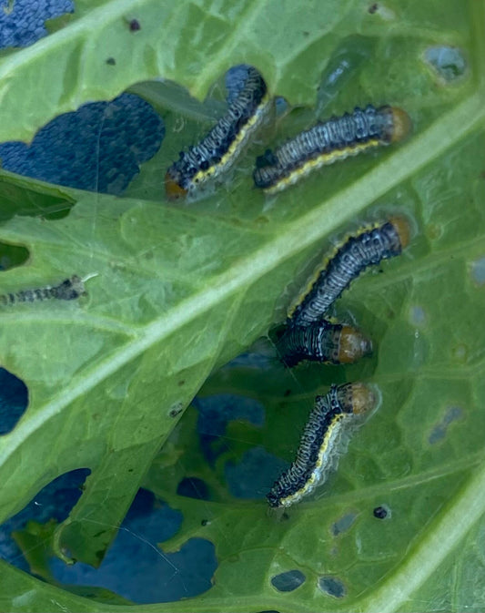 cabbage worms on kale