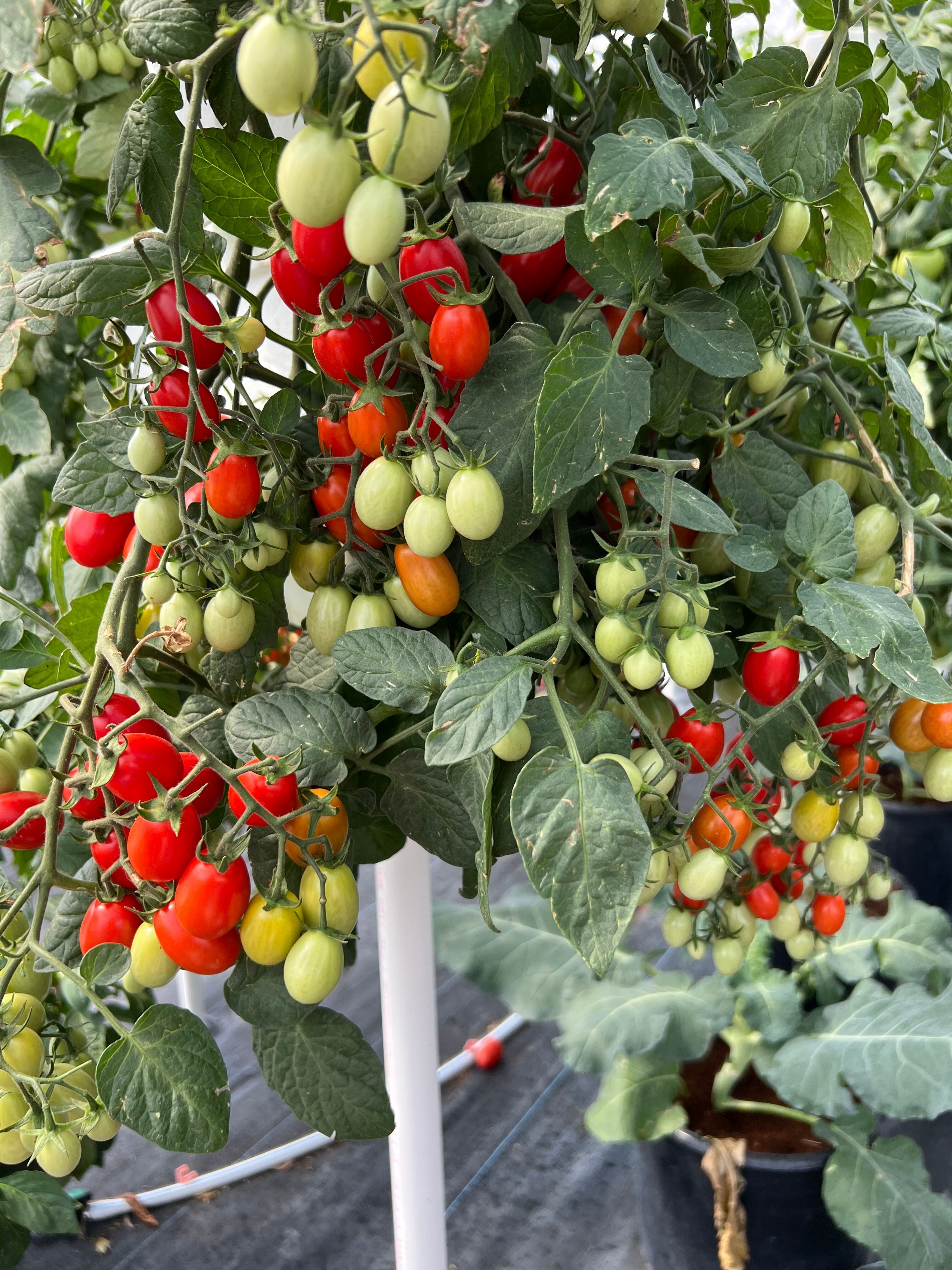 Ripening grape tomatoes grown on vertical towers