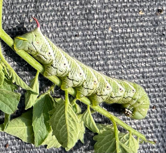Large hornworm on tomato stem