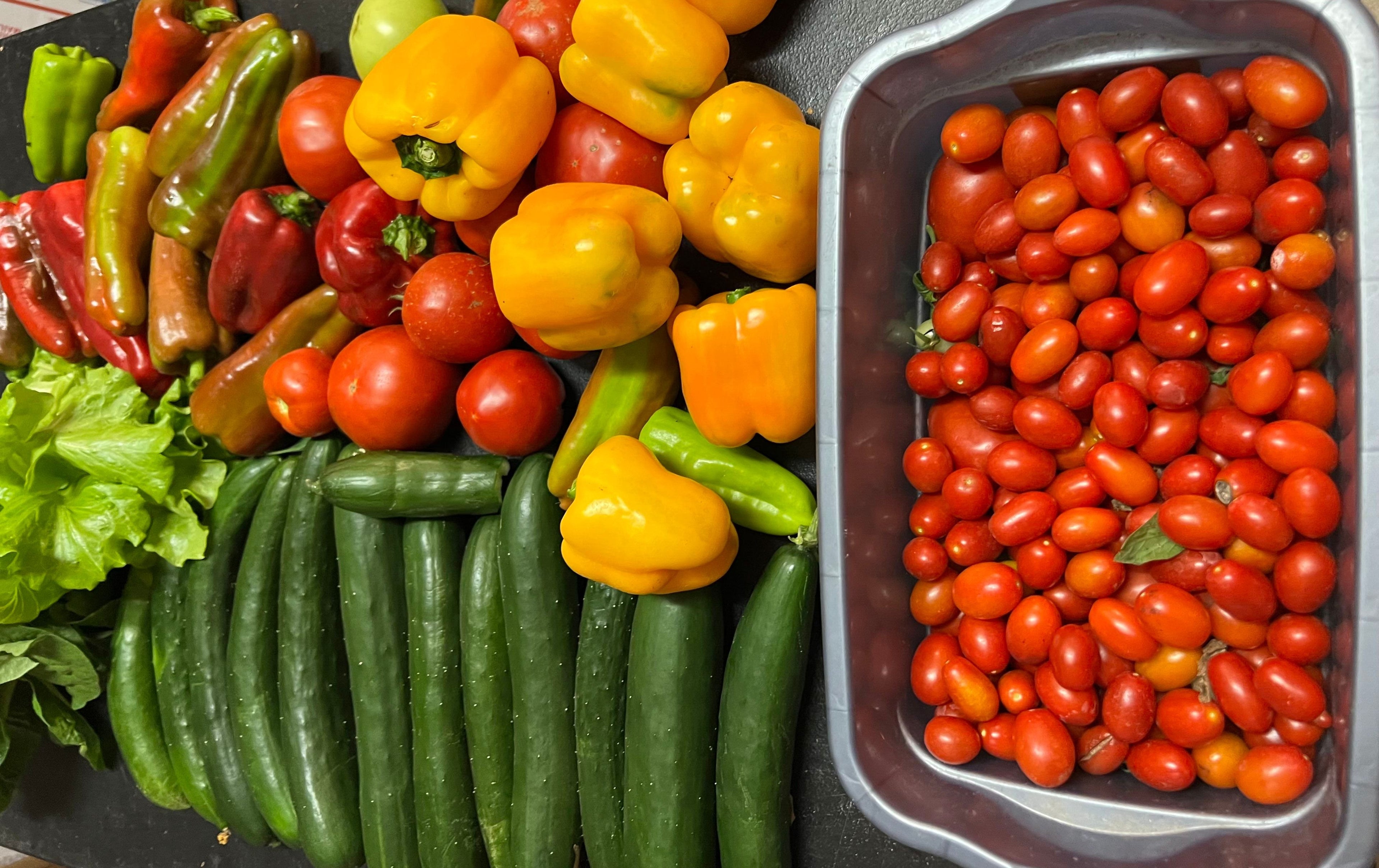 harvested veggie assortment of grape tomatoes, peppers and cucumbers
