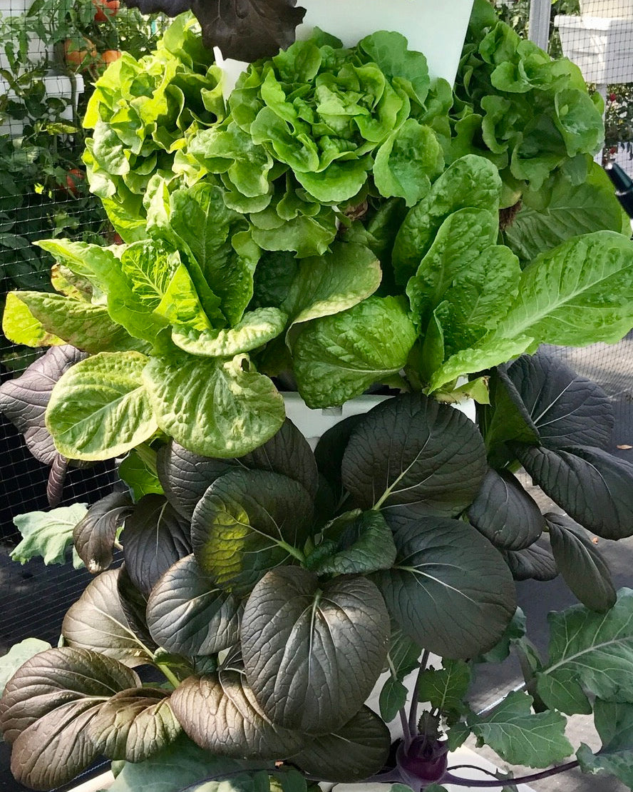 VG-1 planted vertical patio garden mix lettuce, purple bok choy, kohlrabi