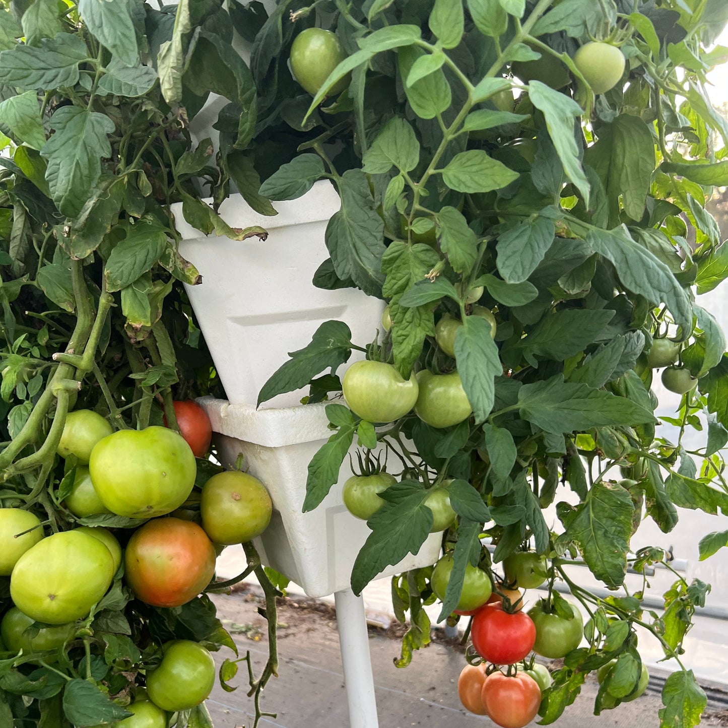 Tomato plants with green and red tomatoes on a Verti-Gro vertical tower