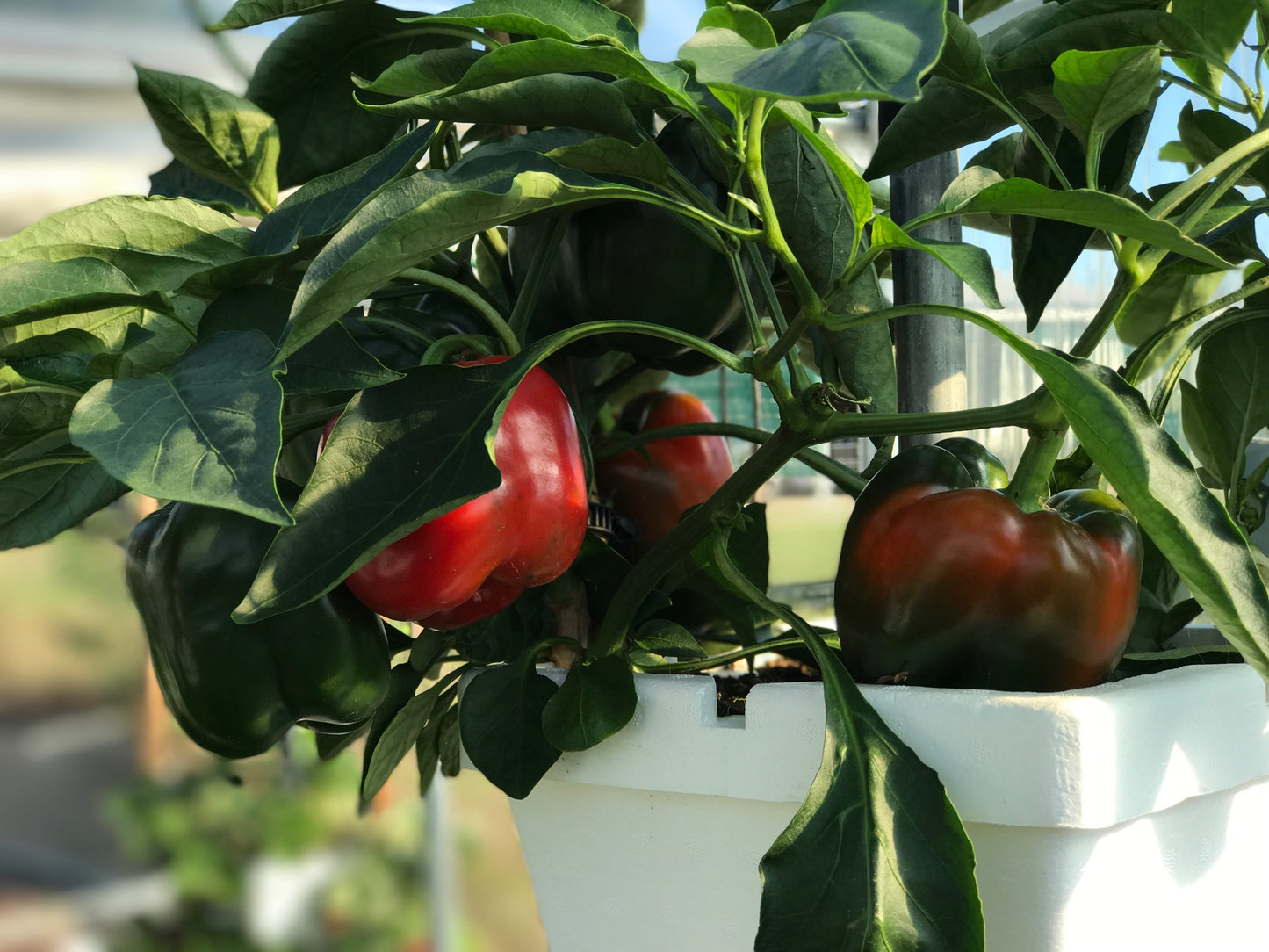 Verti-Gro pot with red bell peppers grown with our hydroponic nutrients