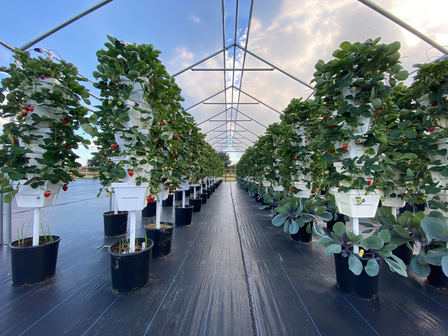 Vertical gardens in rows in a greenhouse structure at commercial size.