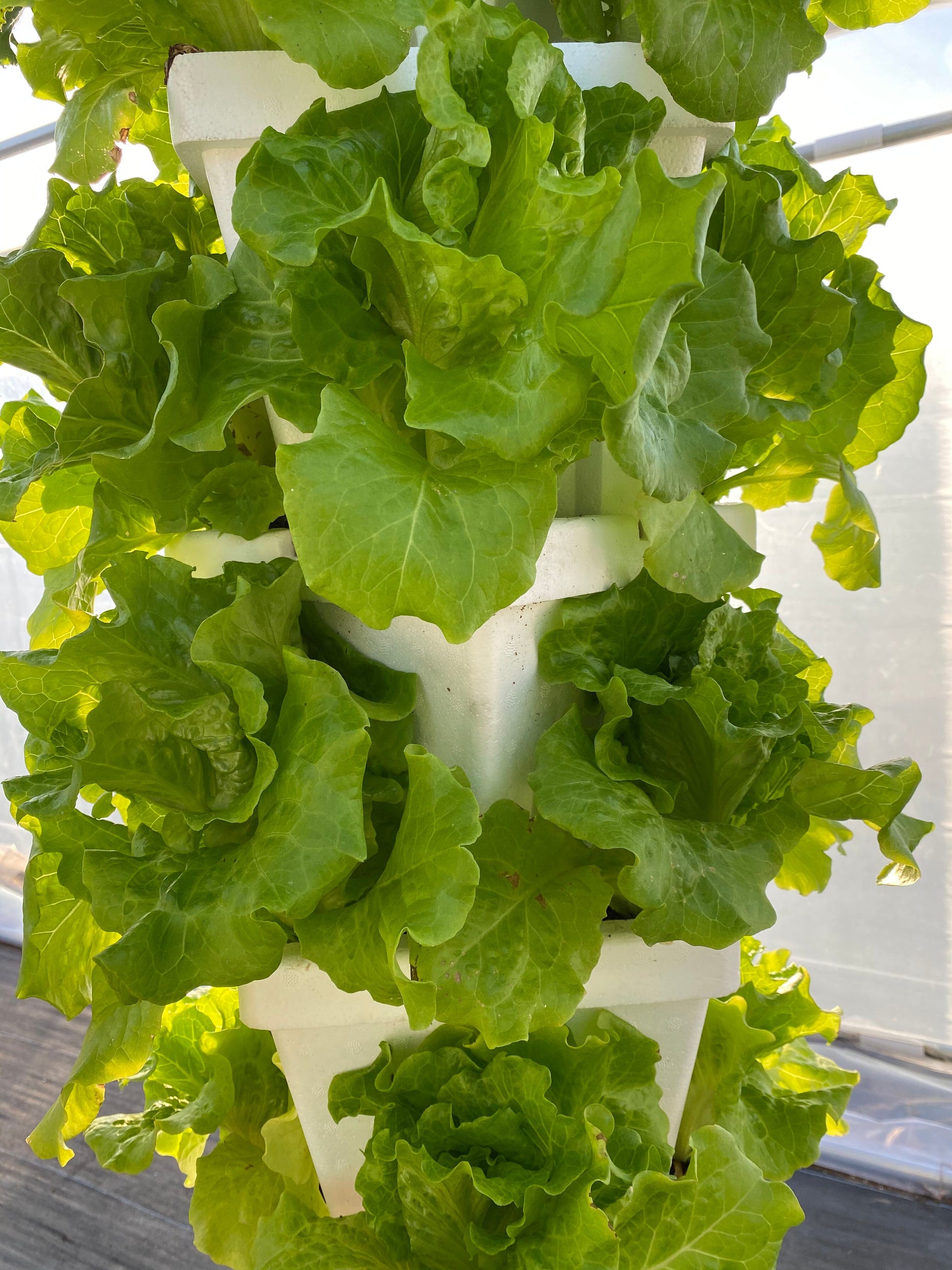 hydroponic fertilizer lettuce tower vertical garden