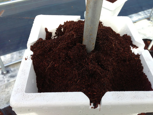 expanded coconut fiber in pot