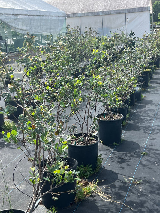 Row of blueberry bushes with blueberries almost ready for harvest