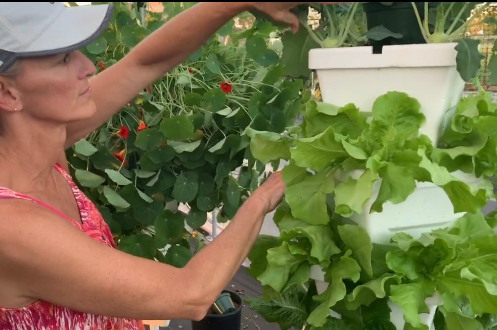 Verti-Gro vertical towers with lettuce and kohlrabi