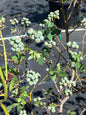 Blueberry Bush loaded with green blueberries