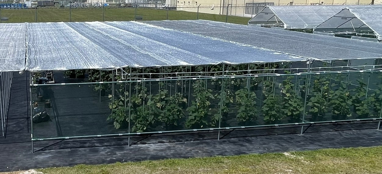 large commercial shadehouse growing cucumbers