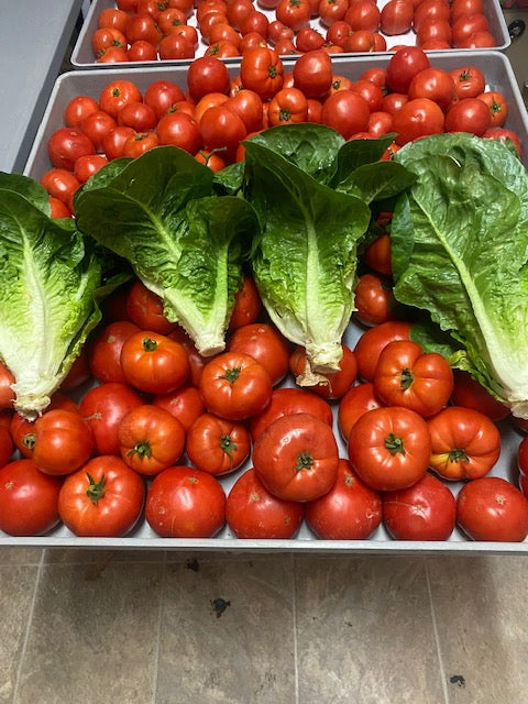 hydroponic fertilizer tomatoes and Romaine