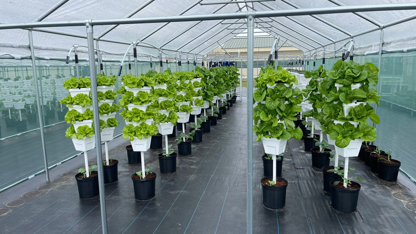 Lettuce tower rotation in commercial greenhouse