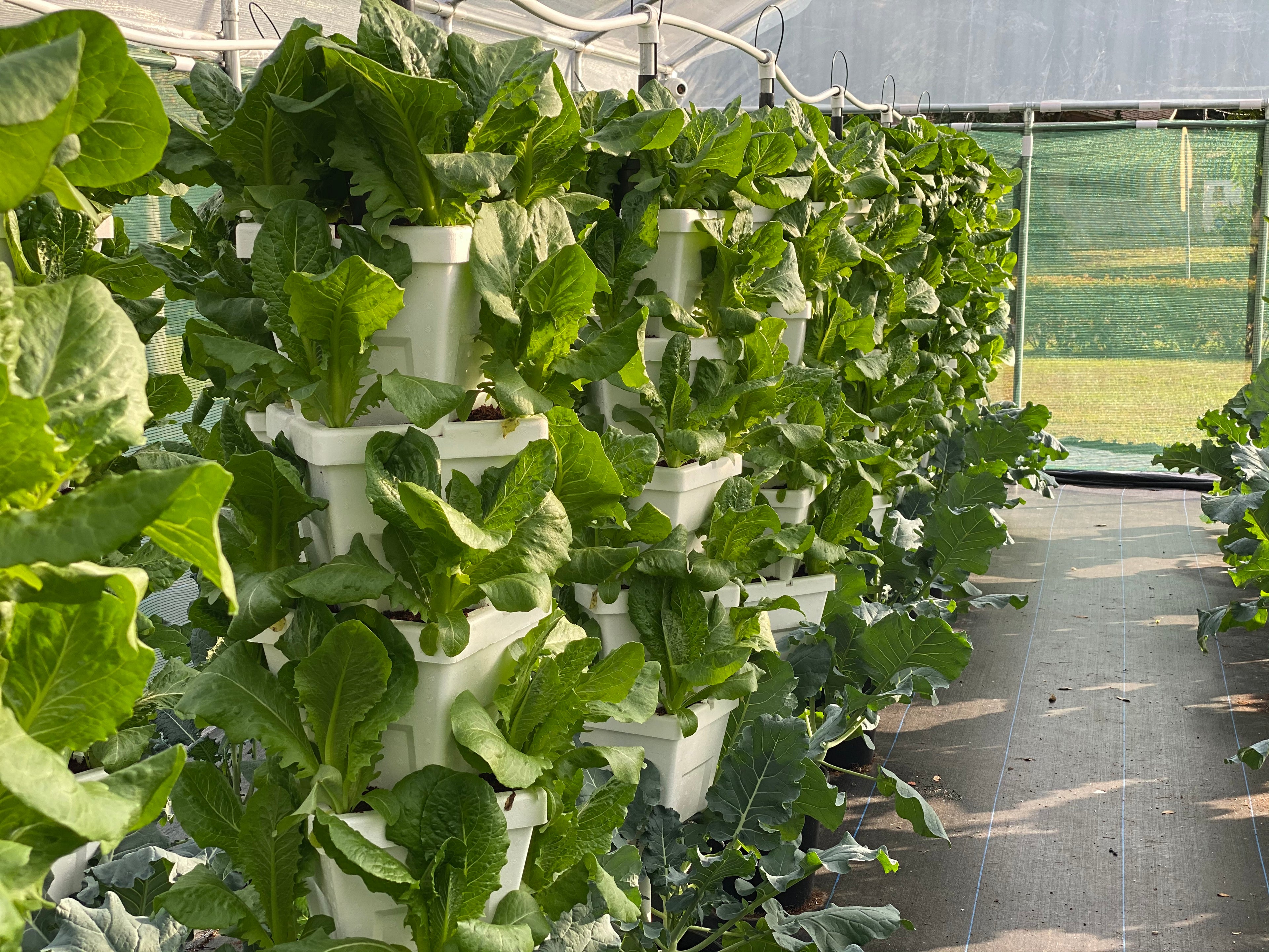 vertical garden 
hydroponic towers 
lettuce
vertical growing 
greenhouse