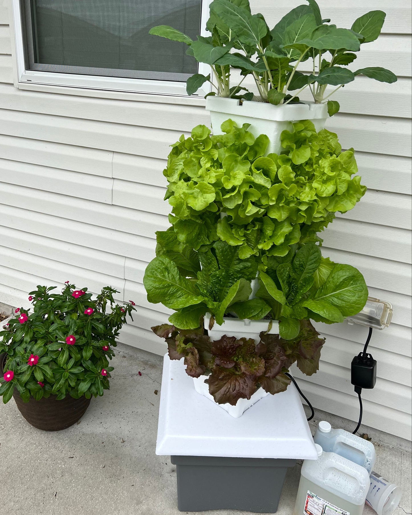planted vertical patio garden porch with lettuces and kohlrabi