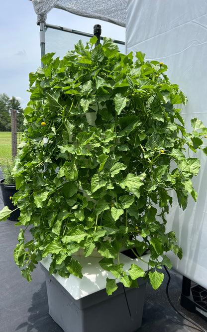 planted patio garden toothache plant 