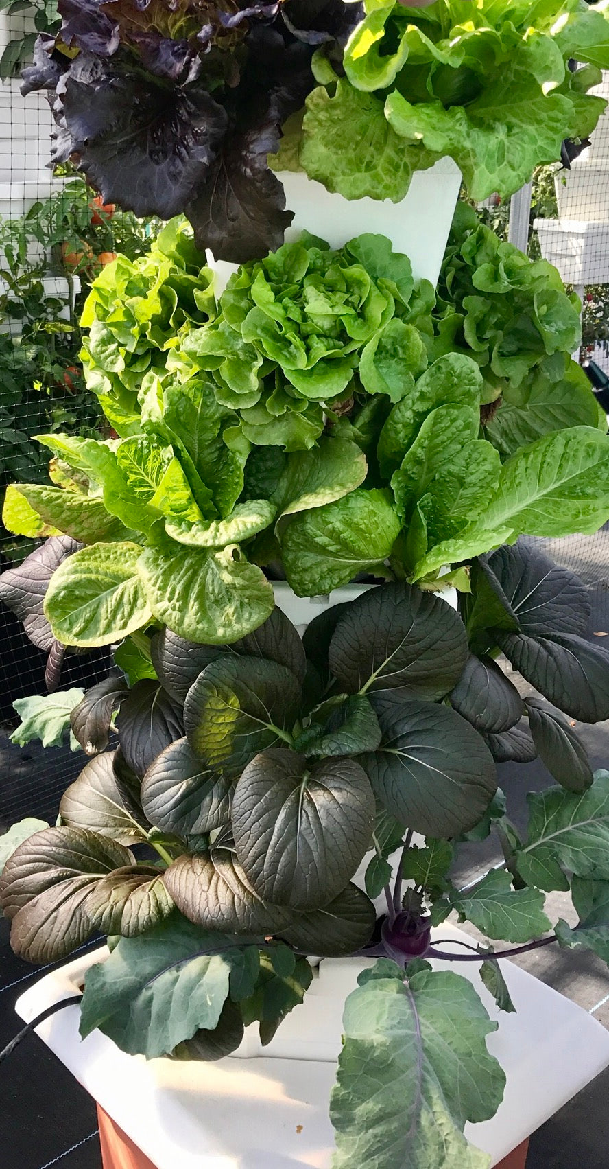 VG-1 planted vertical patio garden mix lettuce, purple bok choy, kohlrabi