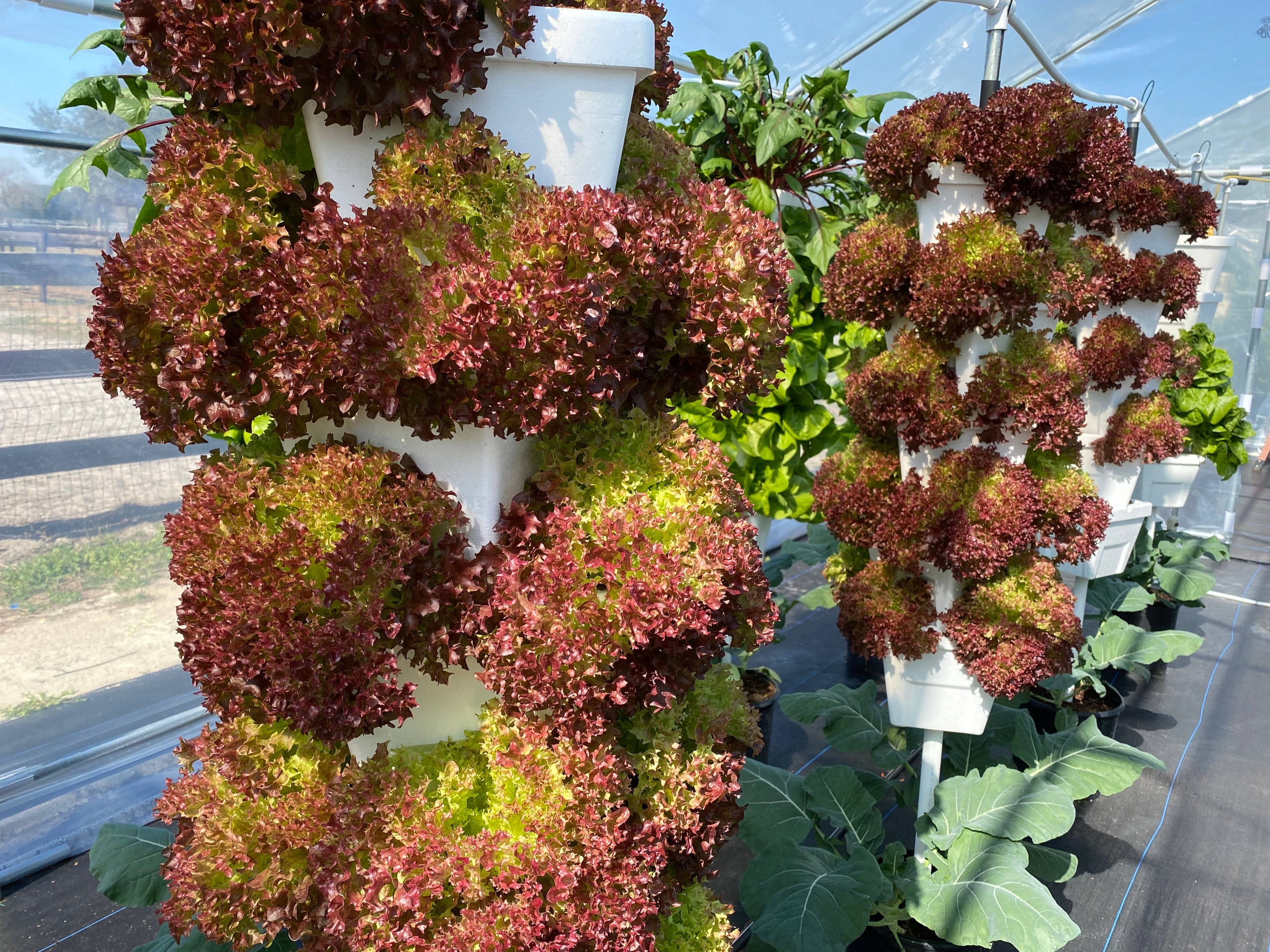 Red crinkly lettuce in hydroponic towers with broccoli in ground pot in a greenhouse