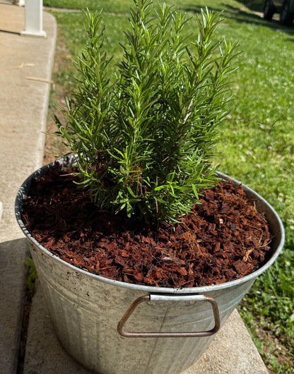 Rosemary plants in pretty metal container with coconut coir chunks on top