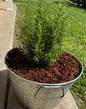 Rosemary plants in pretty metal container with coconut coir chunks on top