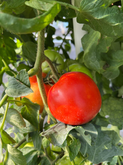 Single Tower Starter Kit