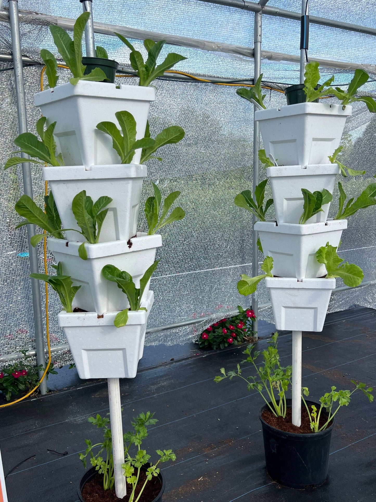 2-tower vertical garden recently planted with lettuce