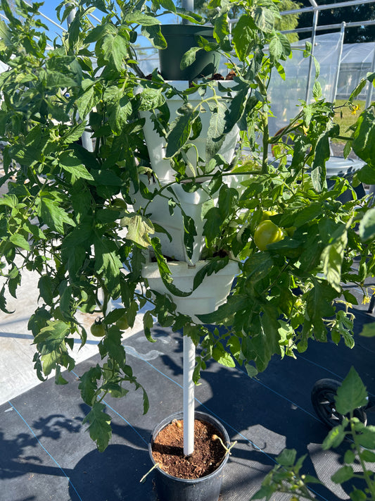 Verti-Gro single tomato tower hand-water, all supplies included