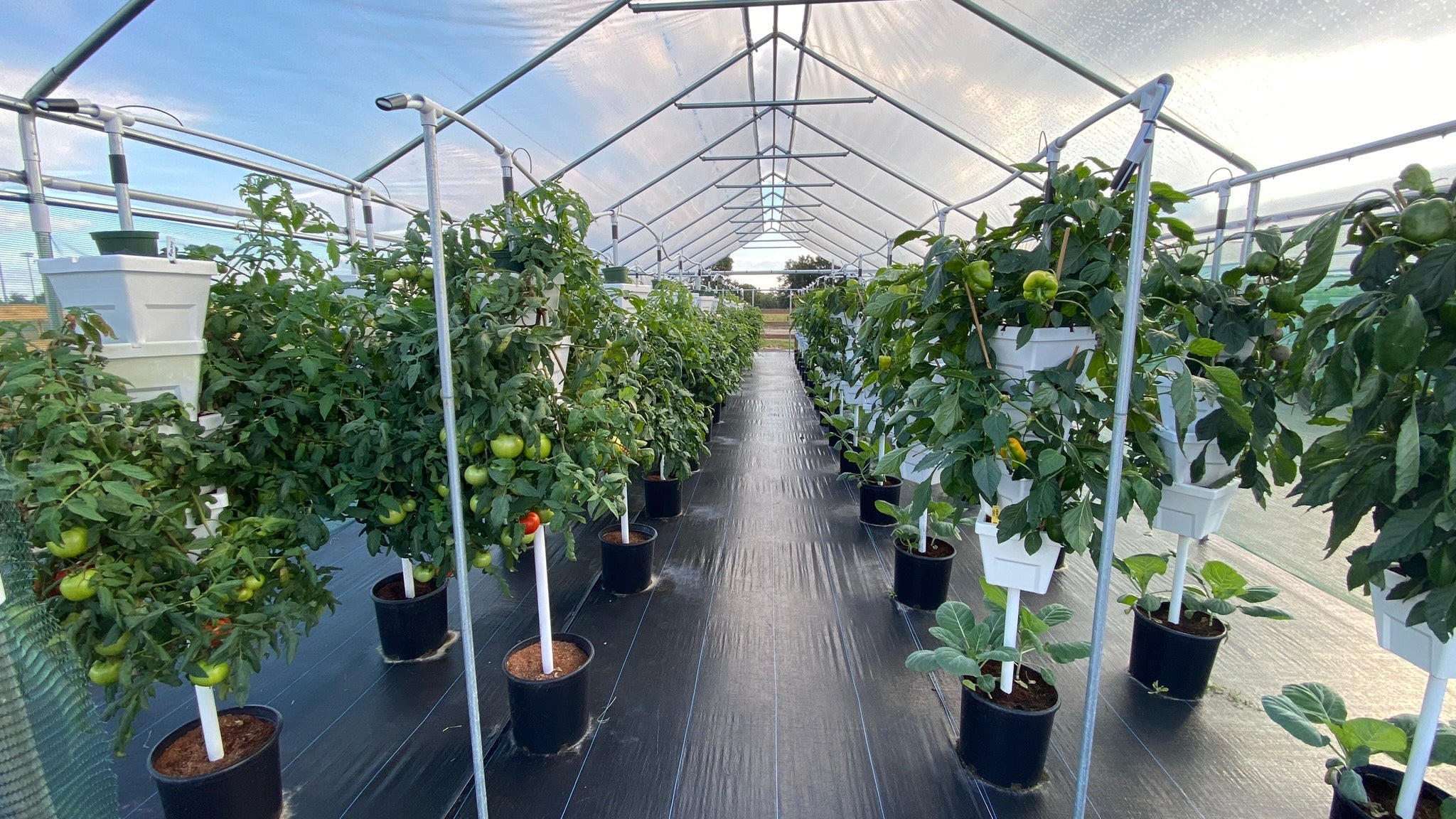 Greenhouse and vertical growing system with tomatoes and peppers