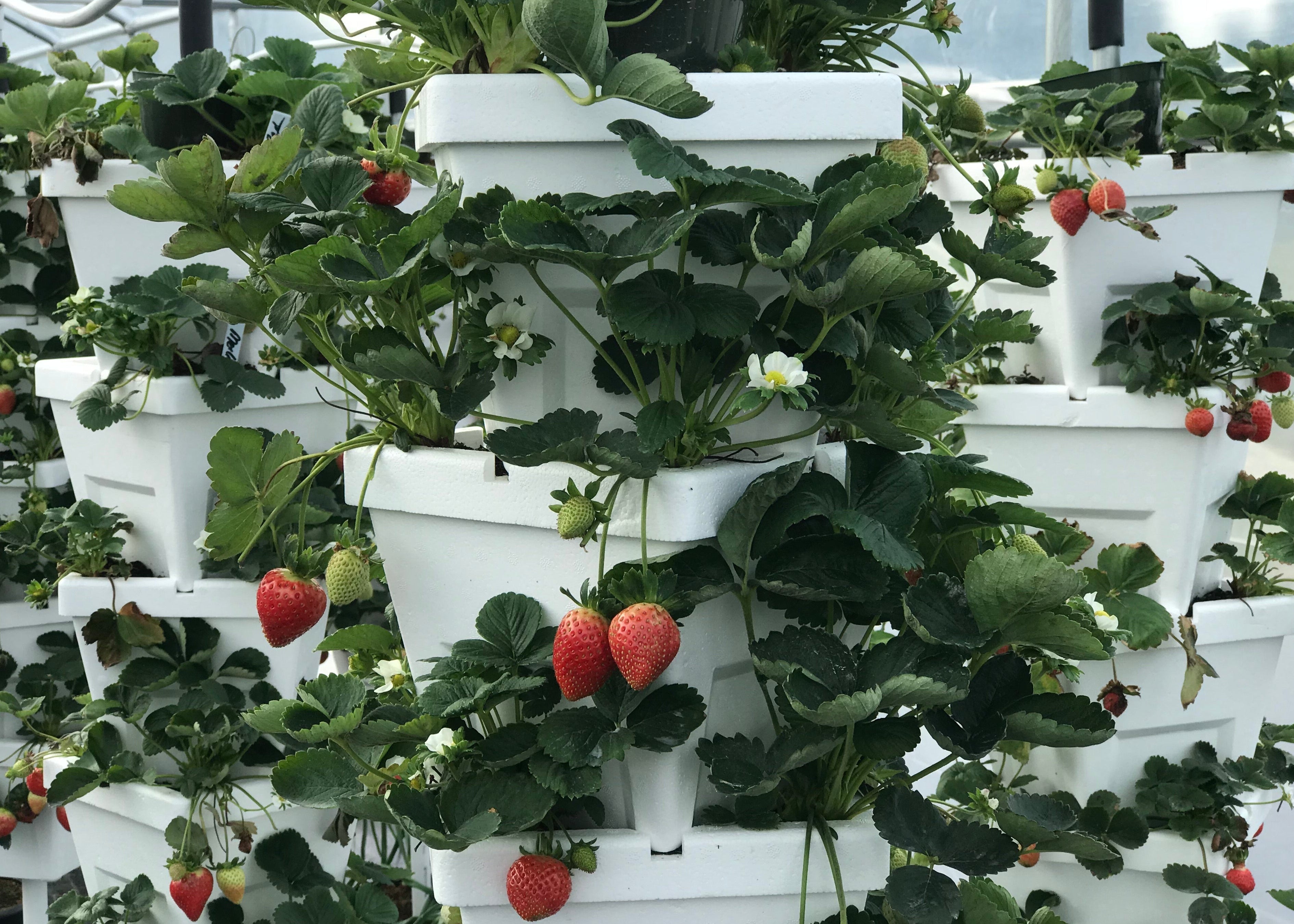 Vertical towers of hydroponic strawberries 