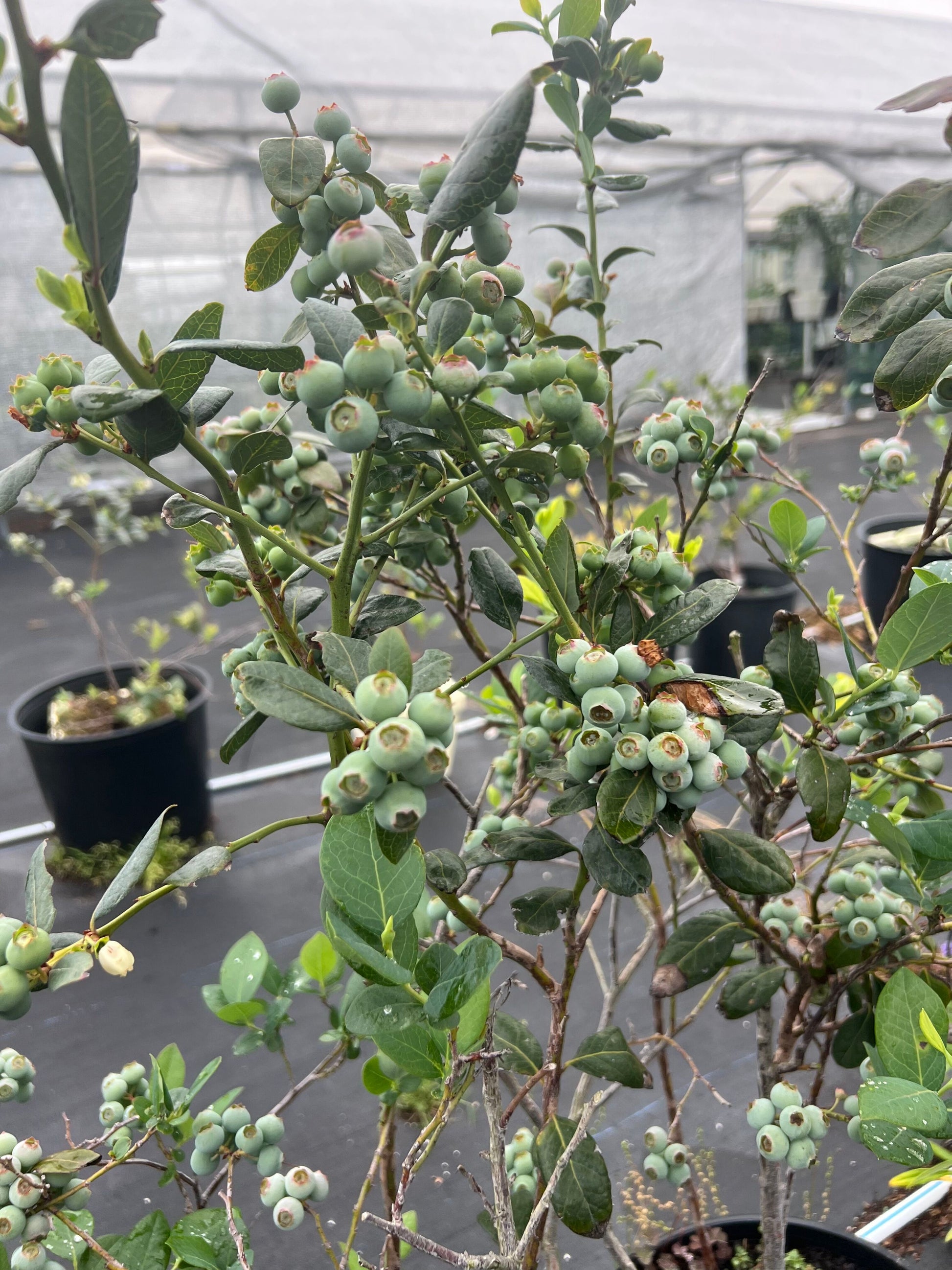 close-up of unripe blueberries 