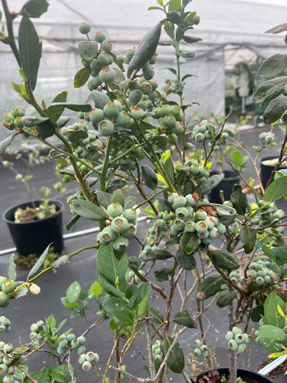 close-up of unripe blueberries 