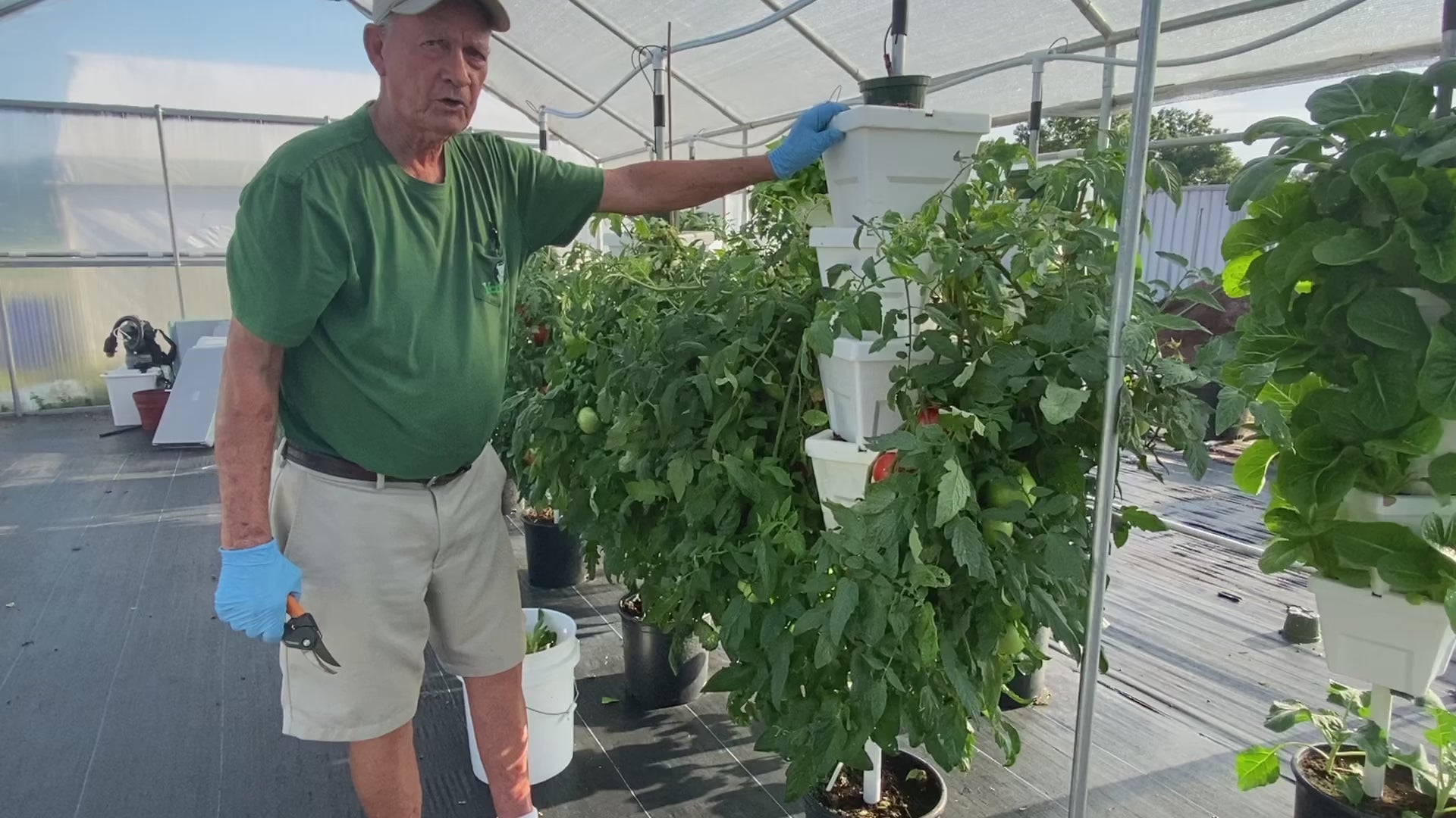 Load video: removing suckers on determinate tomatoes