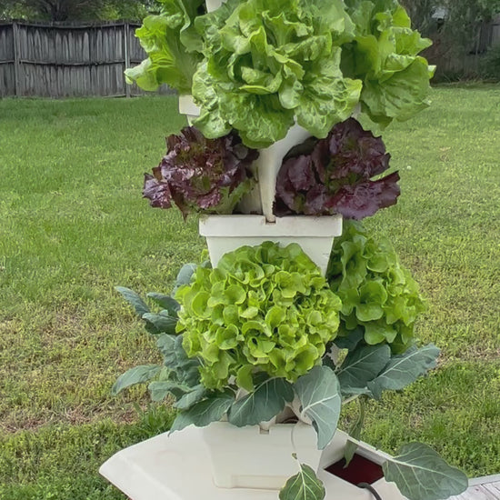 video planted patio garden with lettuce and kohlrabi