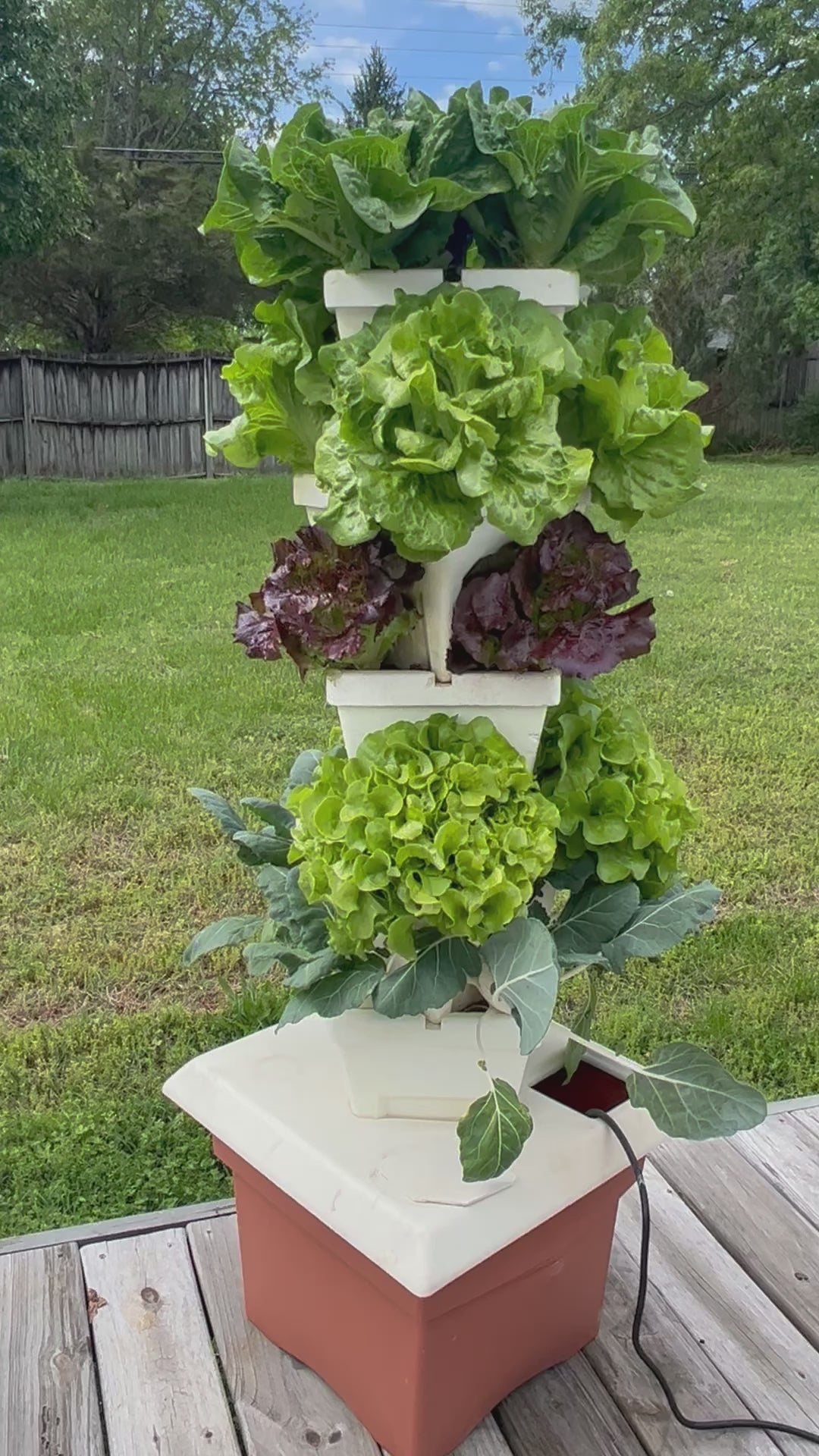 video planted patio garden with lettuce and kohlrabi