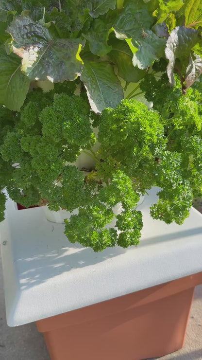 VG-1 Patio Garden