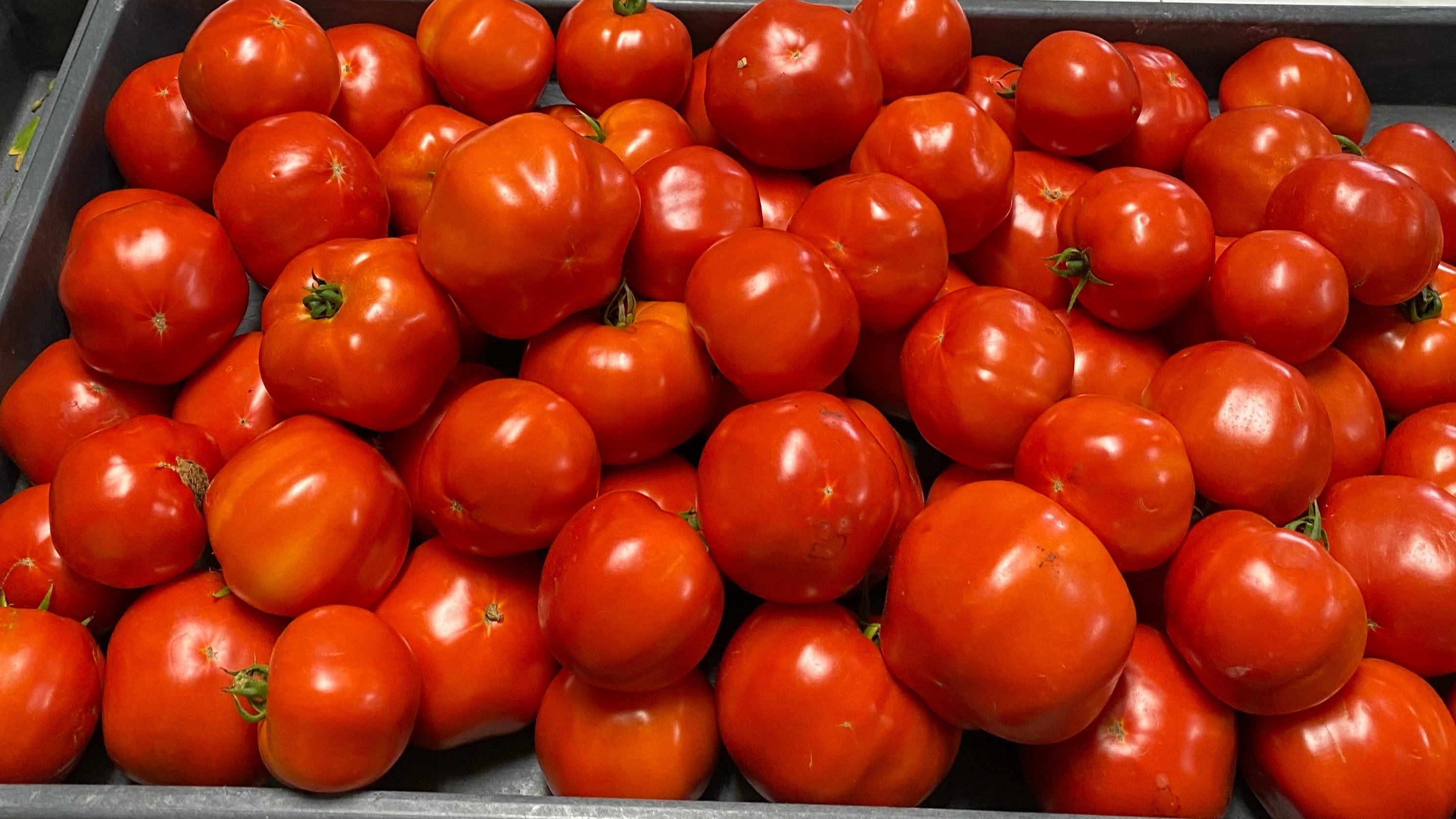 tray of hydroponic tomatoes