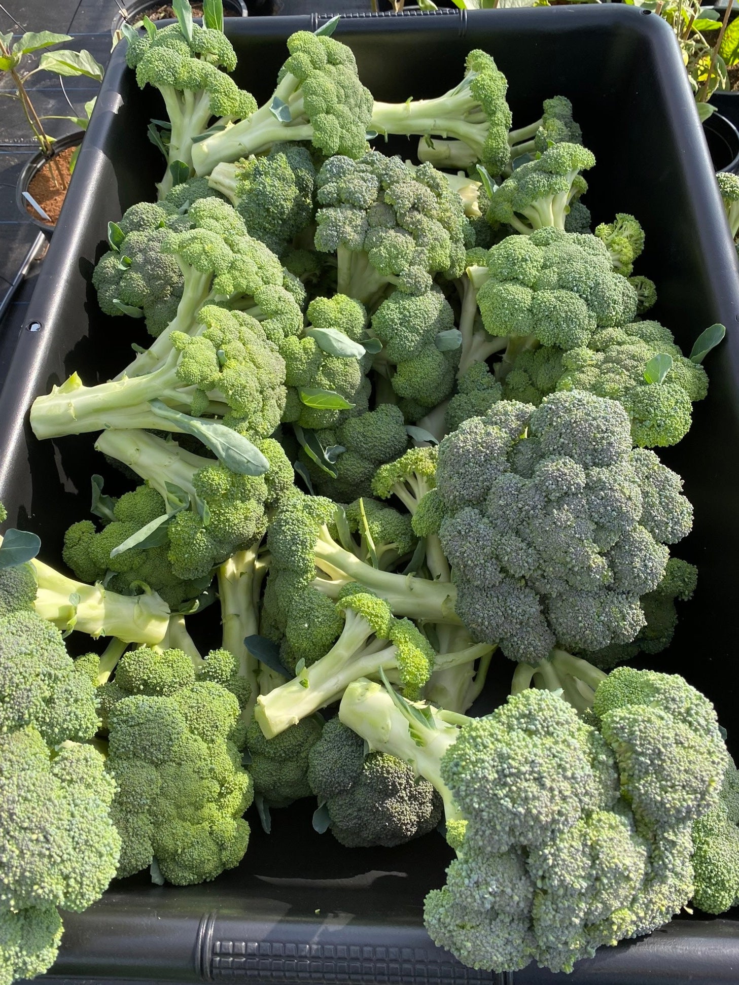 tray of broccoli florets 